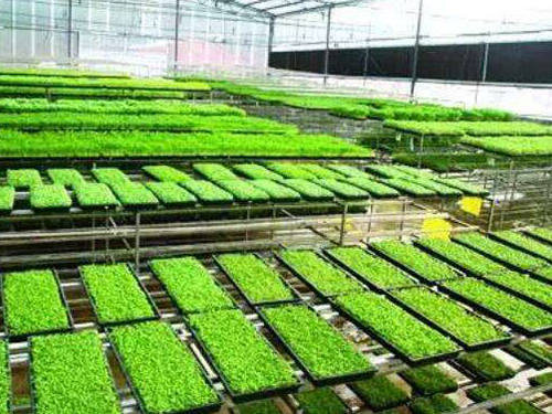 水稻育秧設(shè)備有幾種用法？